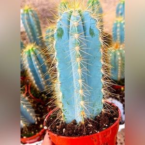 Blue Torch cactus 🌵. Philosocereus Azureus.    Beautiful blue cactus.